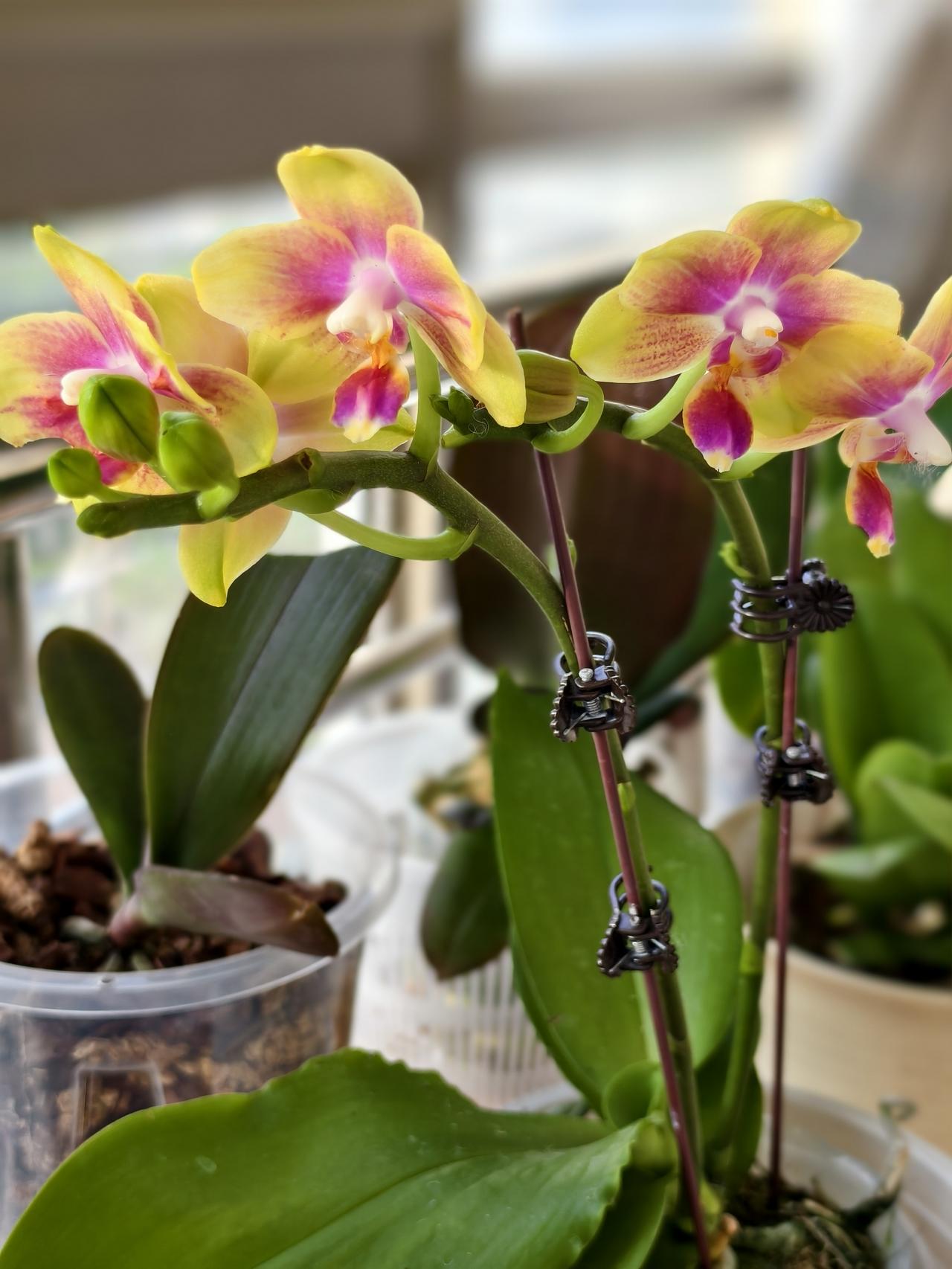 退休人今年换赛道开始养蝴蝶兰。体会：1，新手最好先买花后苗练手。图6就是花后