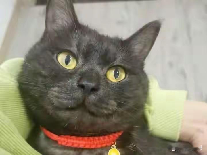 95后女生春节9天赚8500！上门喂猫这副业也太香了你敢信？春节在家撸猫，还