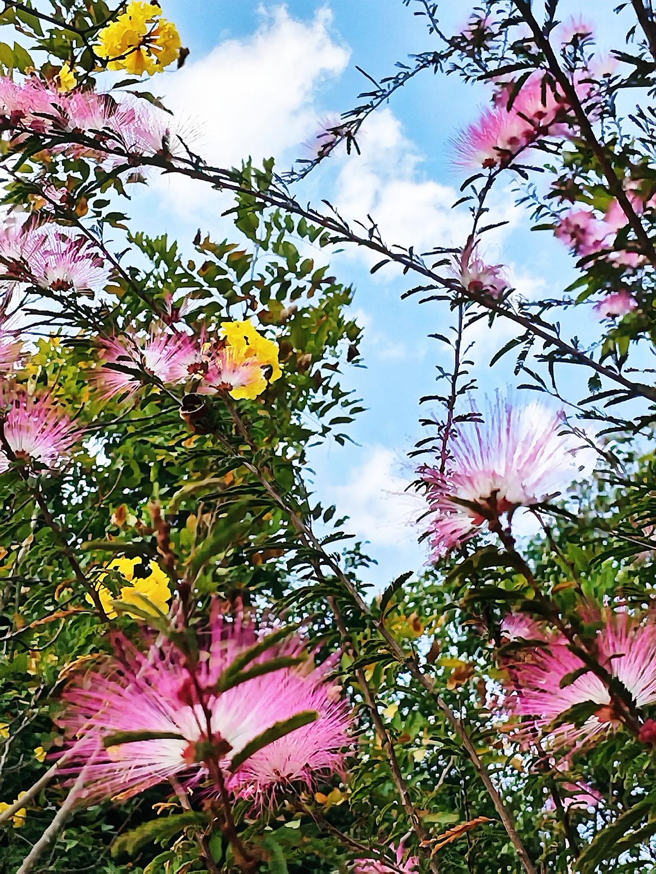 繁花似锦，春意正浓，这是一场大自然的色彩盛宴。🌸🌿🌞漫步于这如诗的春色之中