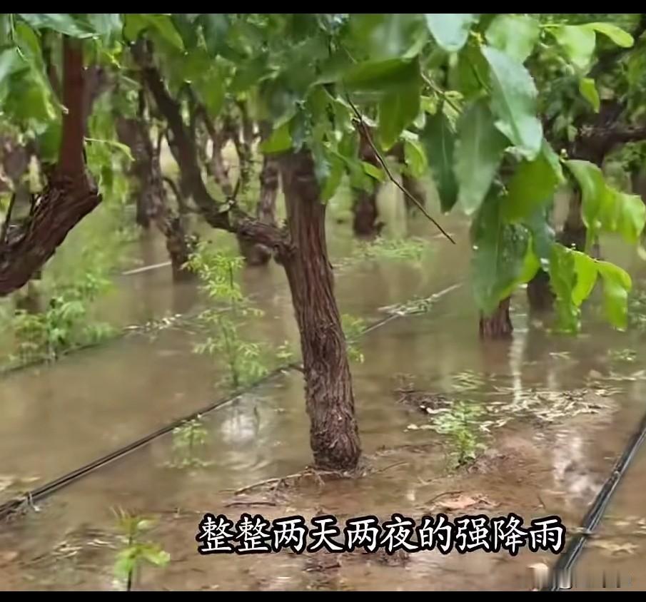现在什么都在变了，就连老天爷也变了，新疆塔克拉玛干沙漠几百年不下雨，最近几天