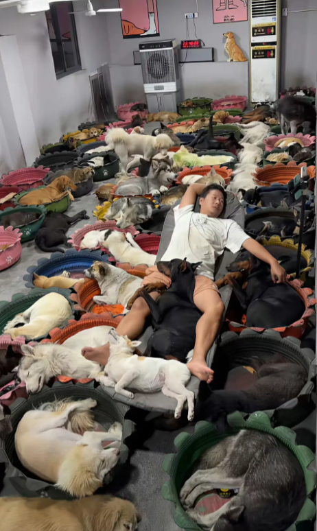 天天跟这些流浪动物睡在一起不害怕吗？