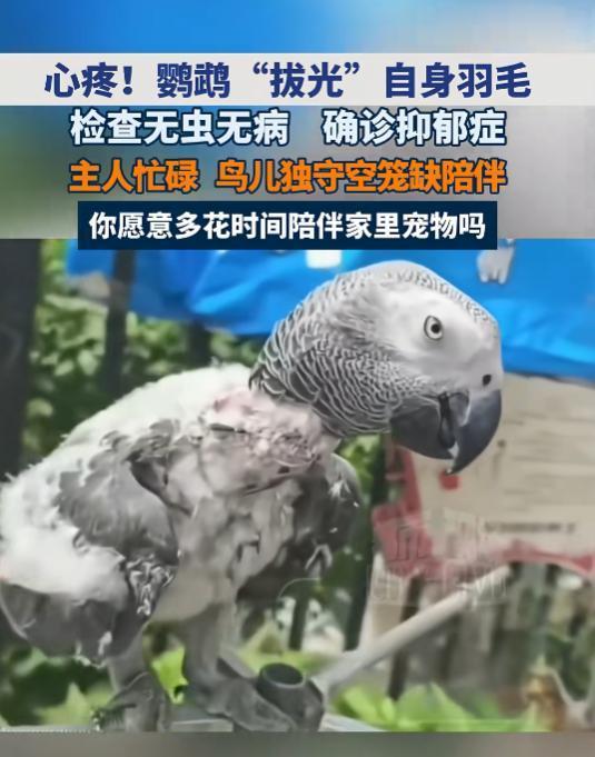 “万万没想到！”7月28日报道，河南郑州，一只鹦鹉喜欢拔身上的羽毛，除了翅膀尾部
