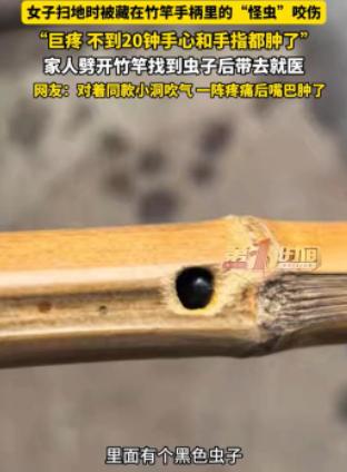 万万没想到！四川雅安，一位女子在家里扫地时，竟被扫把柄里窜出的一只“怪虫”狠