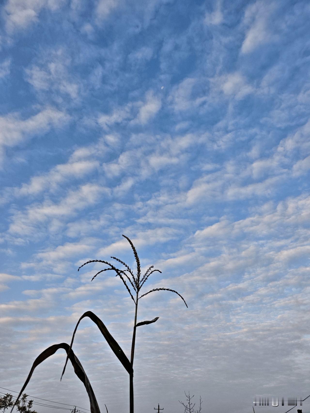 早上7点多，看看这蓝天白云，还有月亮🌙陪着我