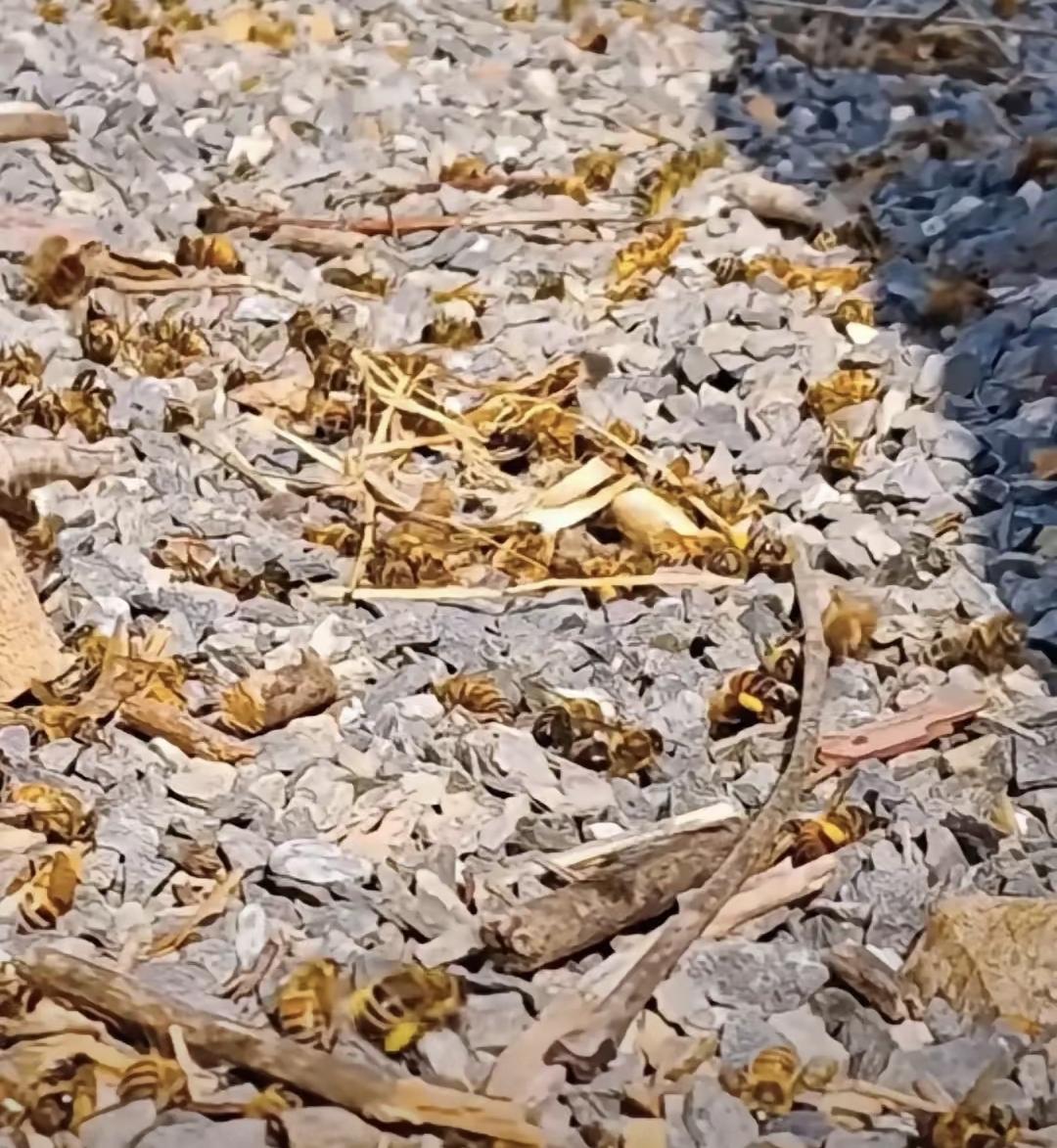 花开了，蜂死了，农药喷得正欢。无人机嗡嗡飞过油菜田，蜂农一开箱，整群蜜蜂直挺挺
