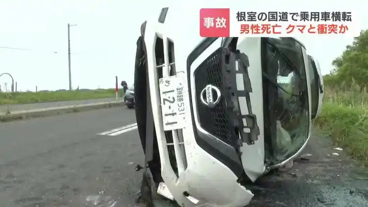 【日本23岁男子开车撞上熊身亡】日本汽车与熊相撞23岁司机死亡据日本北海道广播