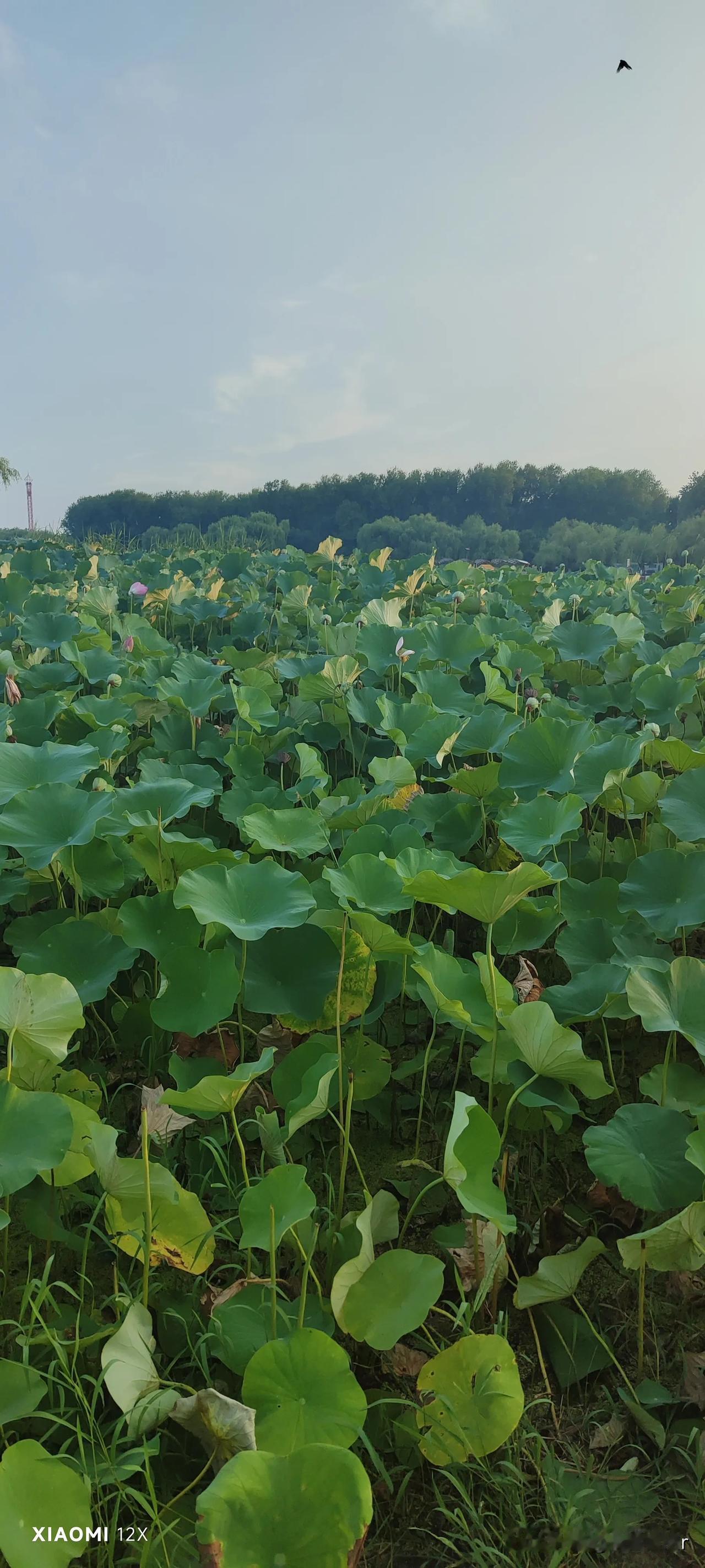 属蛇本周运势8.6-8.12整体总评：本周以8月7日立秋为分界，前两日收