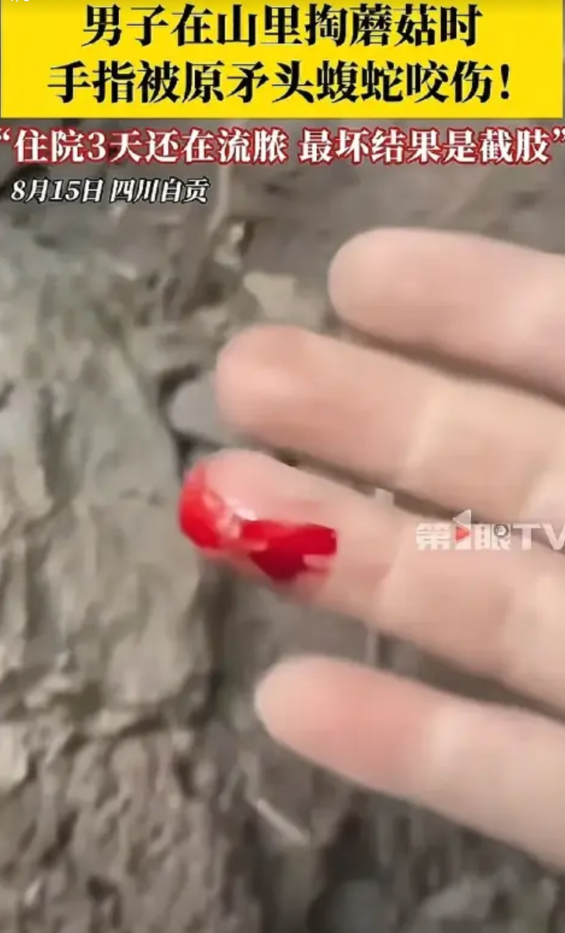 “太可怕了！”四川自贡，男子上山采蘑菇，看到一洞口处有一窝“乌林参”，顿时激动万