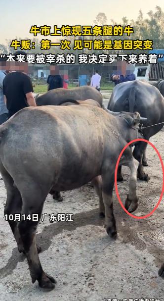 “活久见！”10月14日，广东阳江，一男子在牛市上发现了一头长了五条腿的牛，牛贩
