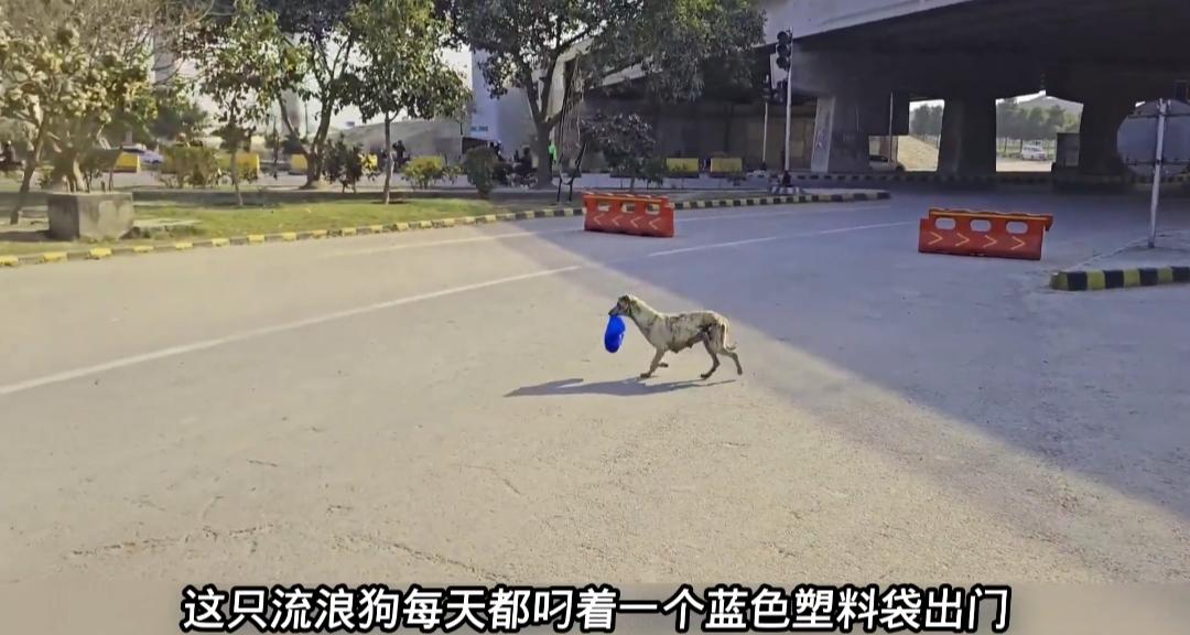 破防！流浪狗叼垃圾袋度日，独自艰难养活九个幼崽世间母爱从不分物种，这只瘦弱