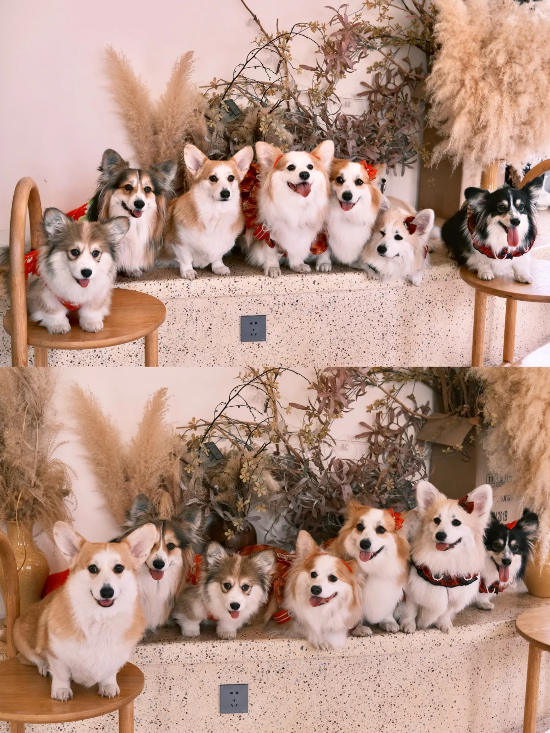 是谁一次rua到所有颜色的长毛柯基