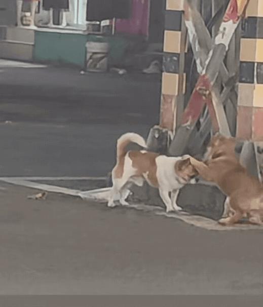 最有心机的小黄狗！为了一块骨头，它竟然连三十六计都用上了！深夜在街上溜达的小黄