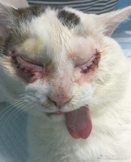猫咪“割双眼皮”网络走红