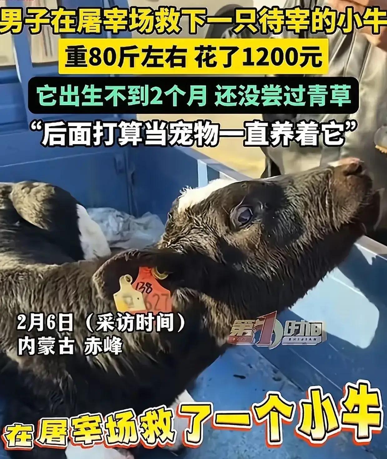 内蒙古，男子去屠宰场买肉，无意中看到一头待宰的小牛，看到牛耳朵上的牌子，男子心里