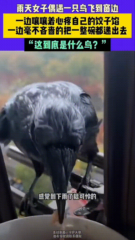 这也太口是心非了！江苏，女子在家刚调好肉馅准备包饺子，突然看到窗户外面站着一只黑
