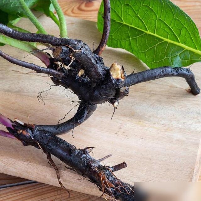 谁懂啊！养了半年的兰花突然黑根，我差点急哭！最近刷到好多花友说兰花根变黑，要么浇