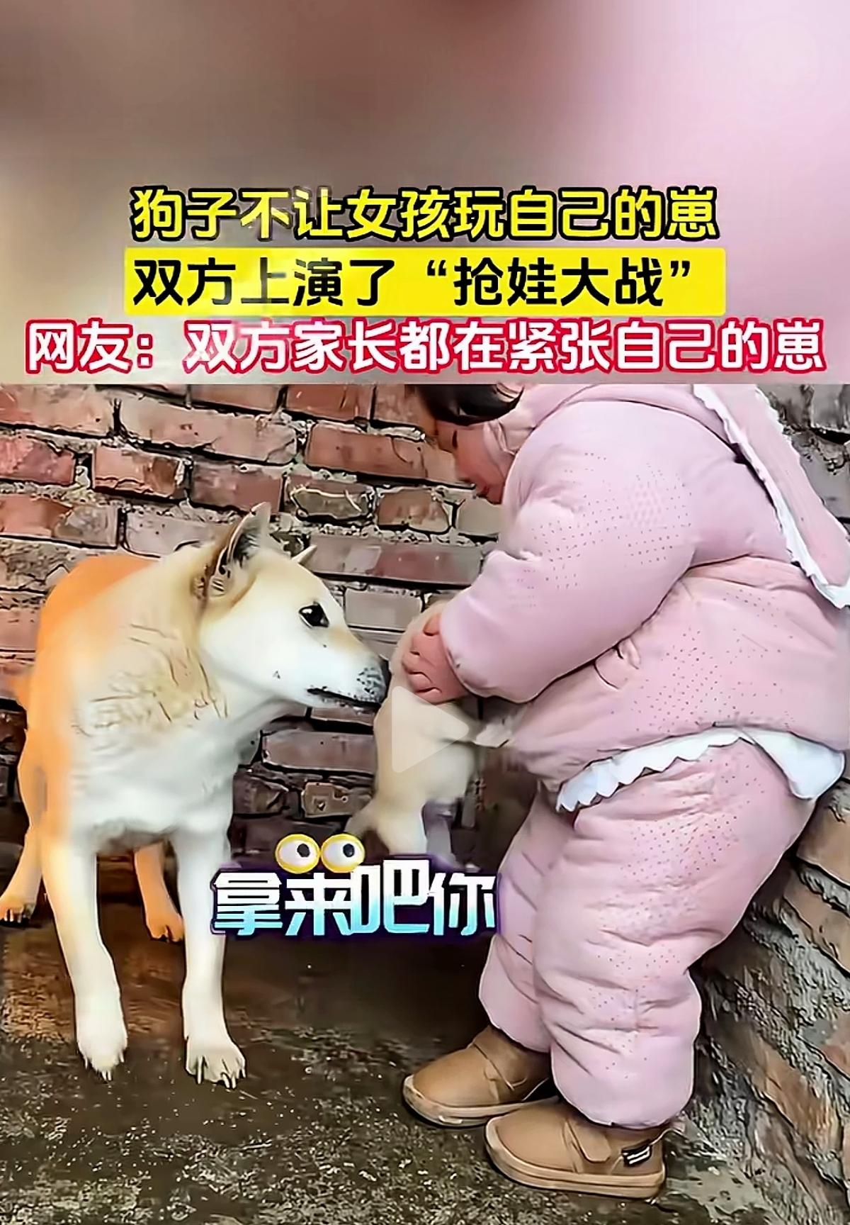 狗狗不让女孩碰宝宝，这不是凶，是刻在骨子里的母爱！千万别怪