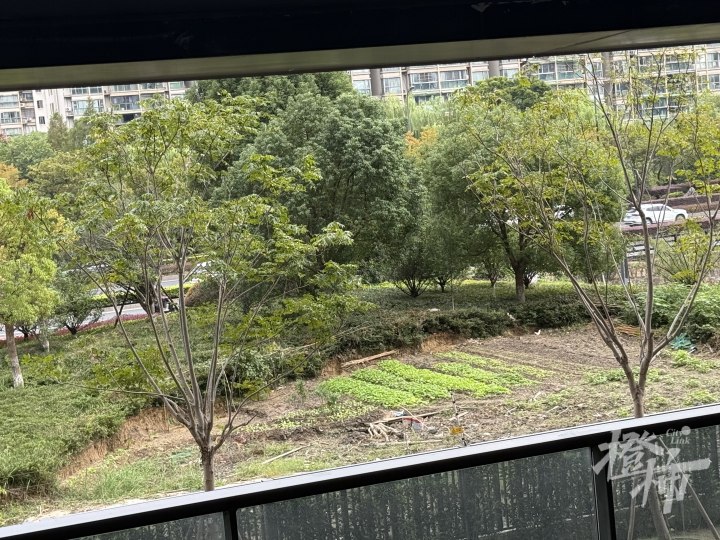 国道绿化带变菜地, 小区业主上浙里办投诉后大赞杭州城市治理