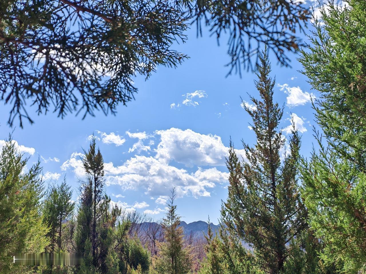 随手拍张照随手一拍，这景色绝了！蓝蓝的天空像被水洗过一样，几朵白云悠悠地飘着，