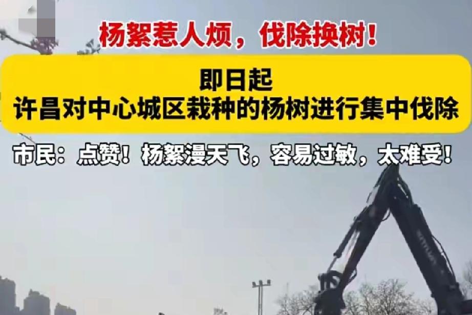 2026年3月31日，河南许昌正式启动中心城区杨树集中伐除工作，旨在彻底解决杨絮