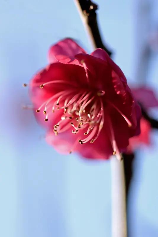 上联：春雪消融，红梅浴雪香犹烈；下联：夏风送暖，绿荷沐雨娇自新。
