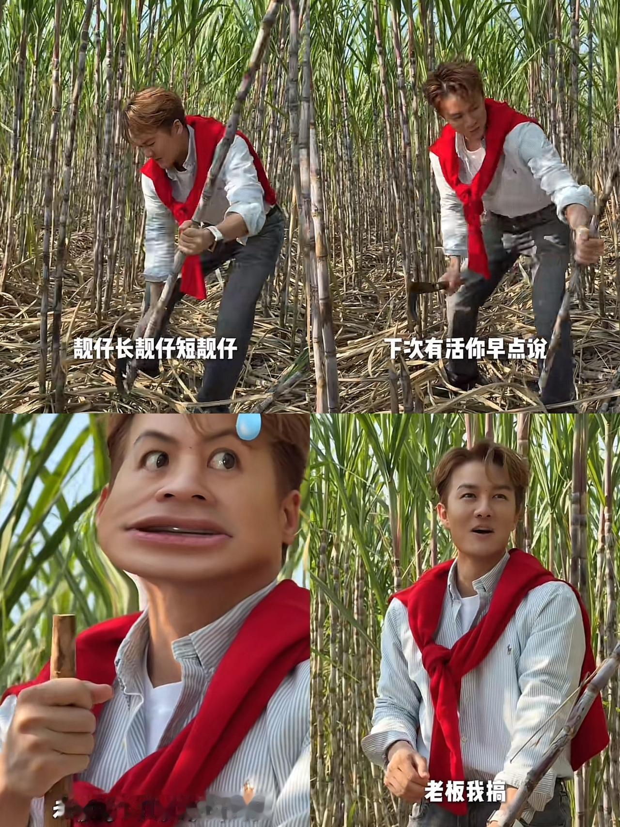 “奉劝”吴克群一句，可以来广西，也可以去剪砂糖橘，但是千万不要轻易去砍甘