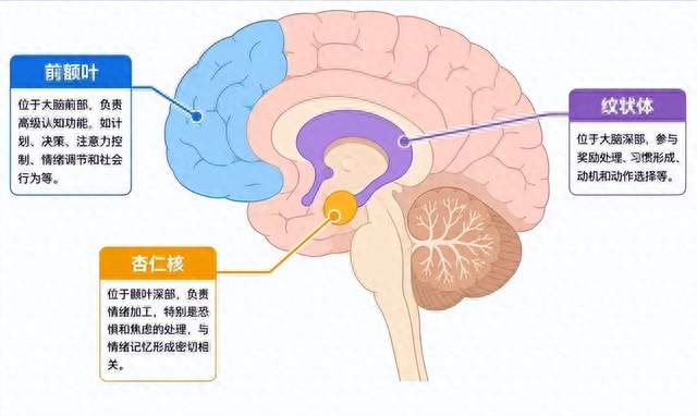 为什么和青春期孩子“讲道理”最没用? 脑科学给出了答案!