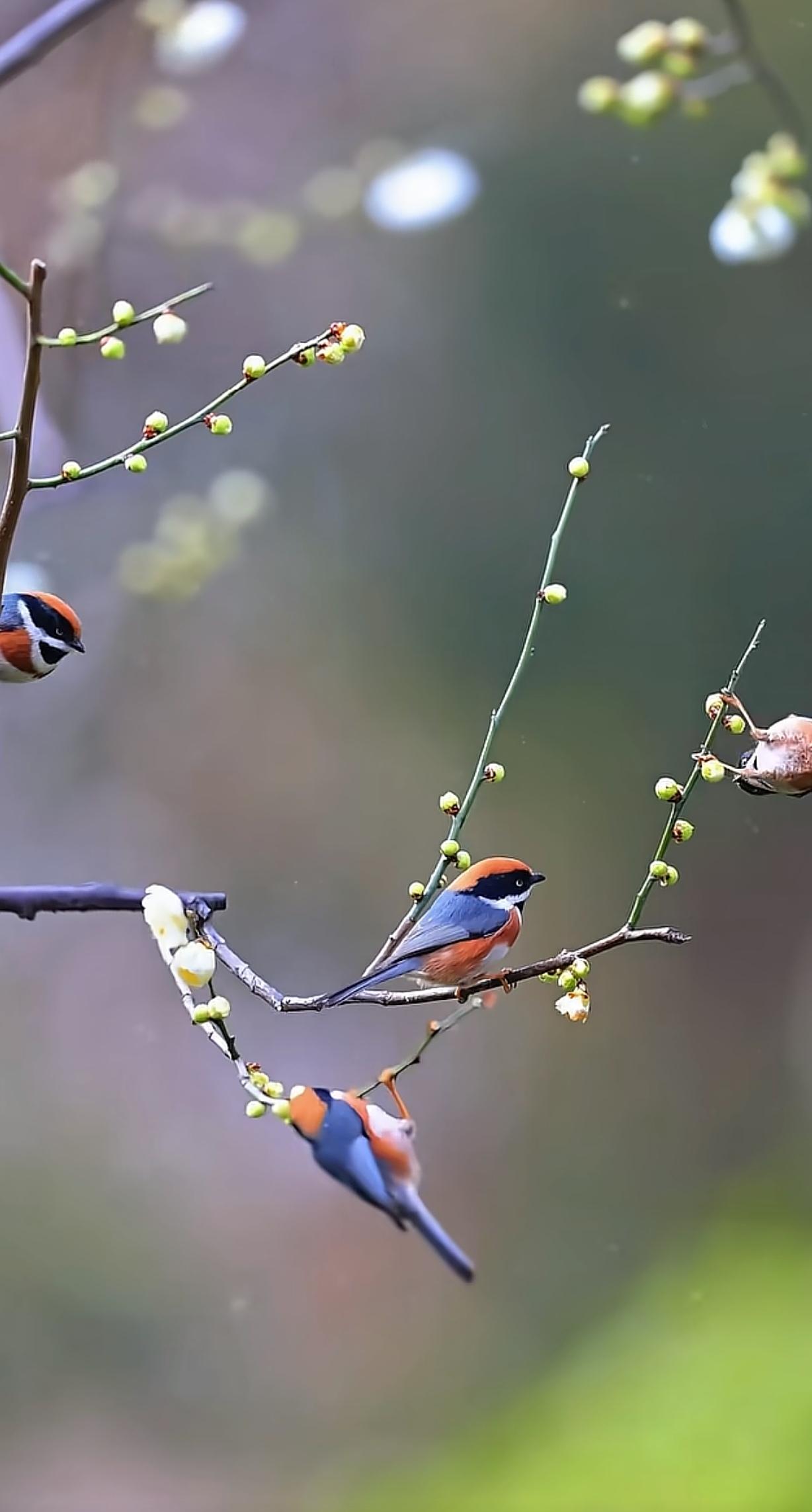 春天，真的轰轰烈烈地来了！走在公园湖边，绦柳早已抽出新条，随风轻摆。就连小