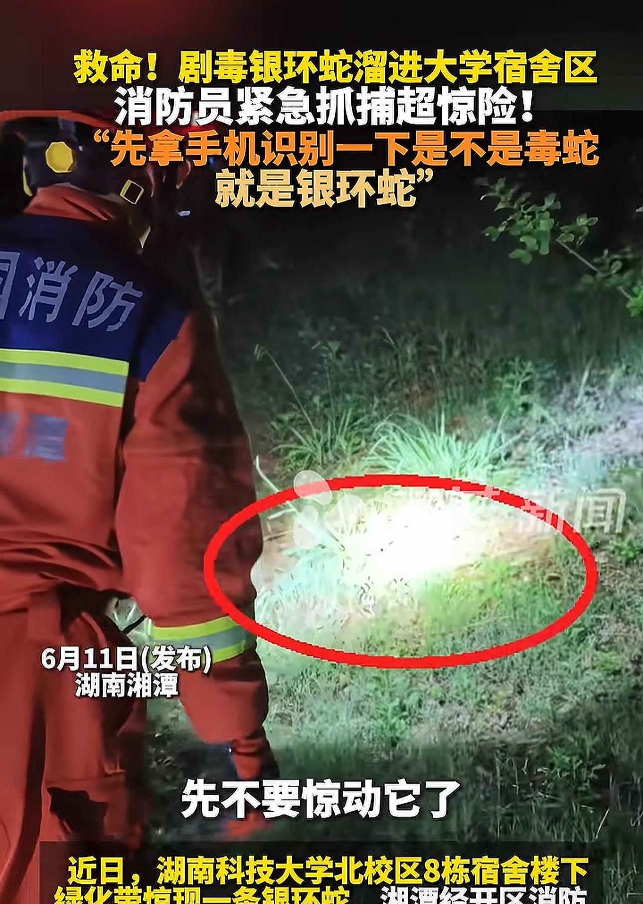 湖南湘潭大学惊现银环蛇！消防紧急抓获后放生。一声惊呼划破了湖南科技大学北