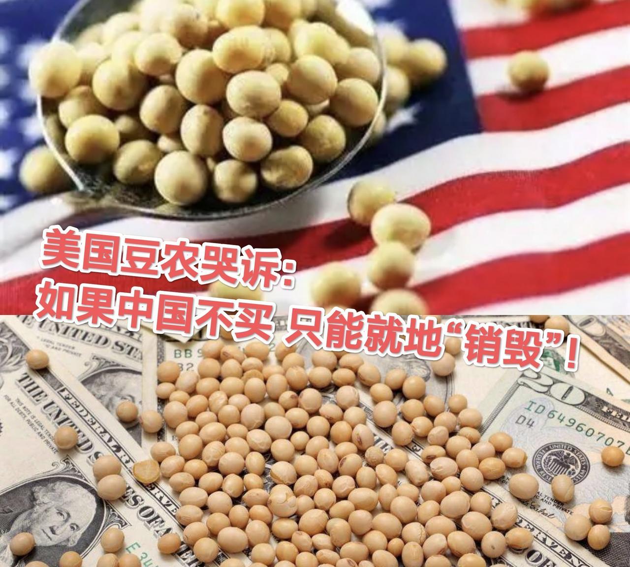 特朗普要听听美国豆农的哭诉：卖不出去就此销毁！美国大豆的收获季节来了，但中