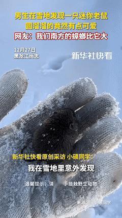 第一次感觉老鼠能这么可爱！近日黑龙江尚志，男子在院子里扫雪，突然发现一个黑漆漆圆