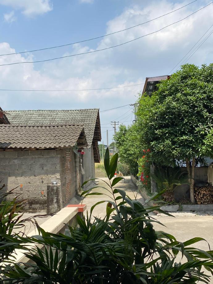 在夏日的乡村，每一束阳光都温柔地洒在稻田上，每一阵微风都带着泥土的芬芳。这里，是