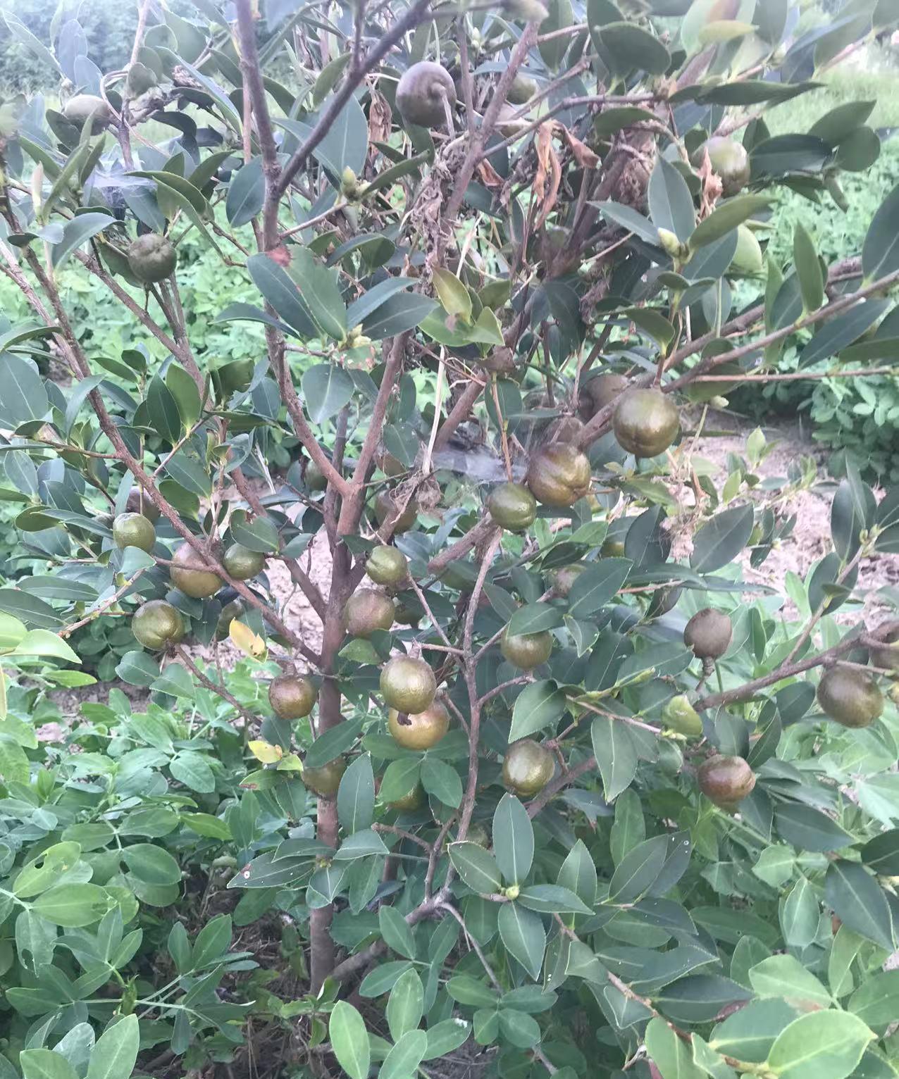 种了七年油茶树“发疯”！今年果子多得背不动！清晨的油茶已染上一层薄金，我
