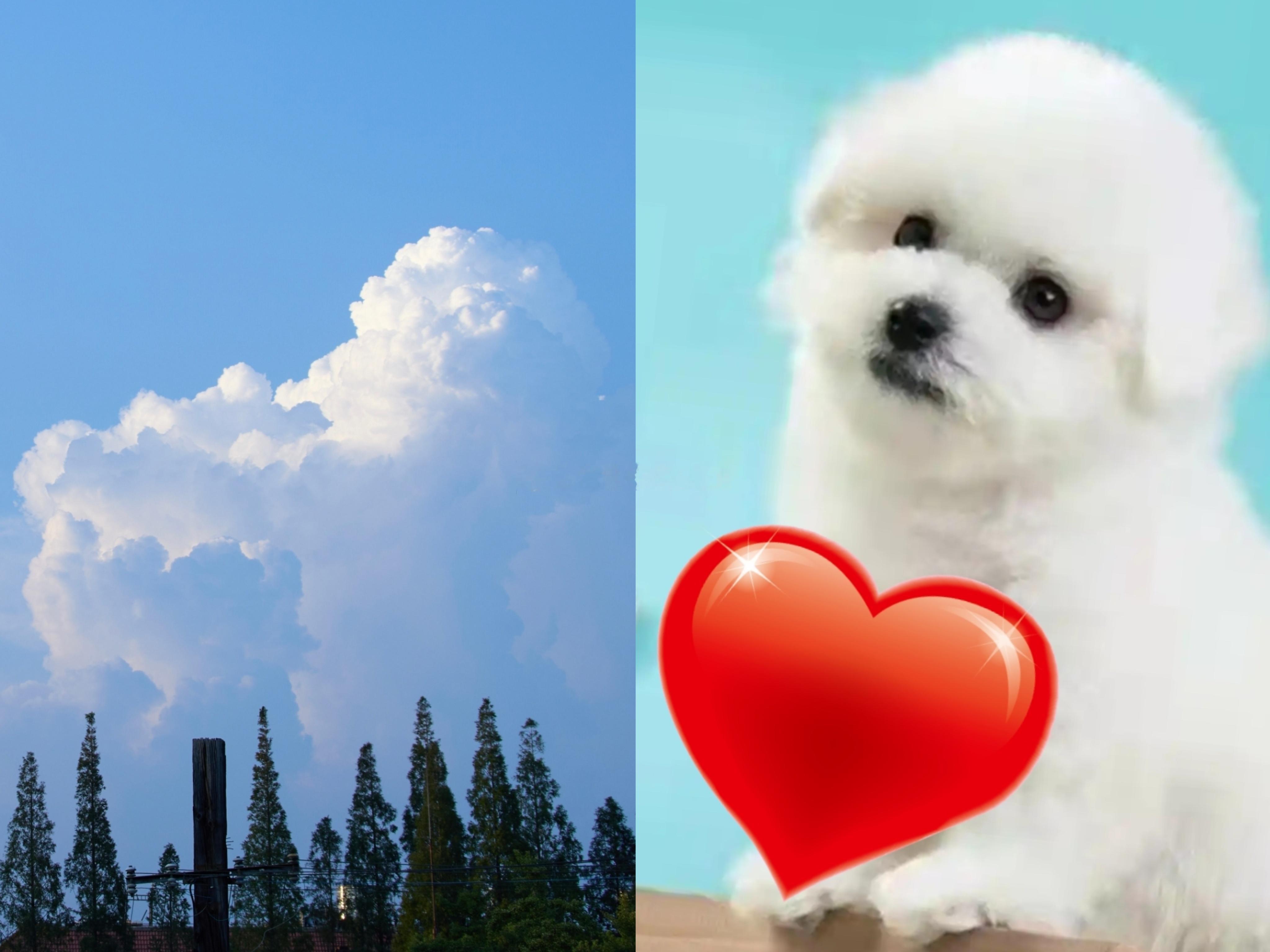 是错觉吗？肖战谍报杀青的蓝天白云照，像卷毛修勾抱着一颗心❤️，肖战以前也发过像狗