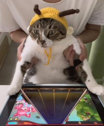 猫：这游戏简单，我眼睛都不带看的。​​​