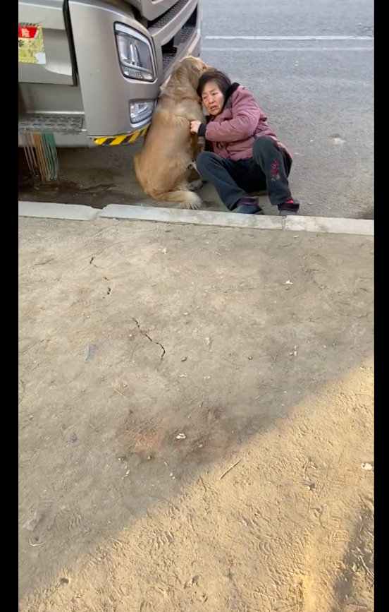 【大妈摔倒后，金毛一直坐在旁边给她支撑，懂事又通人性的暖男啊！】有这么一位网友，