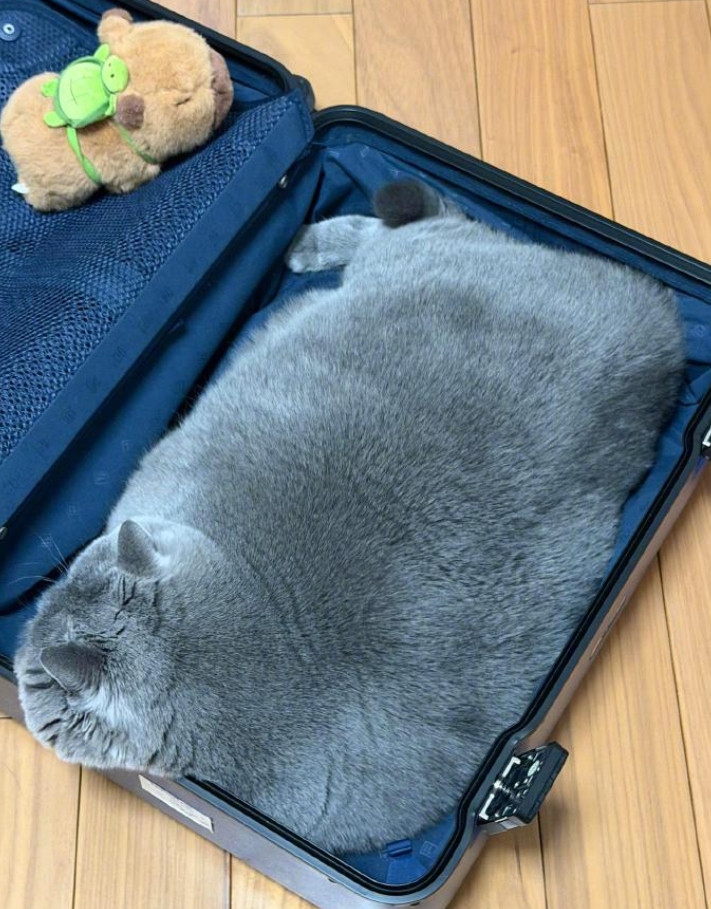 车若初见注意你的身份，你不是地毯