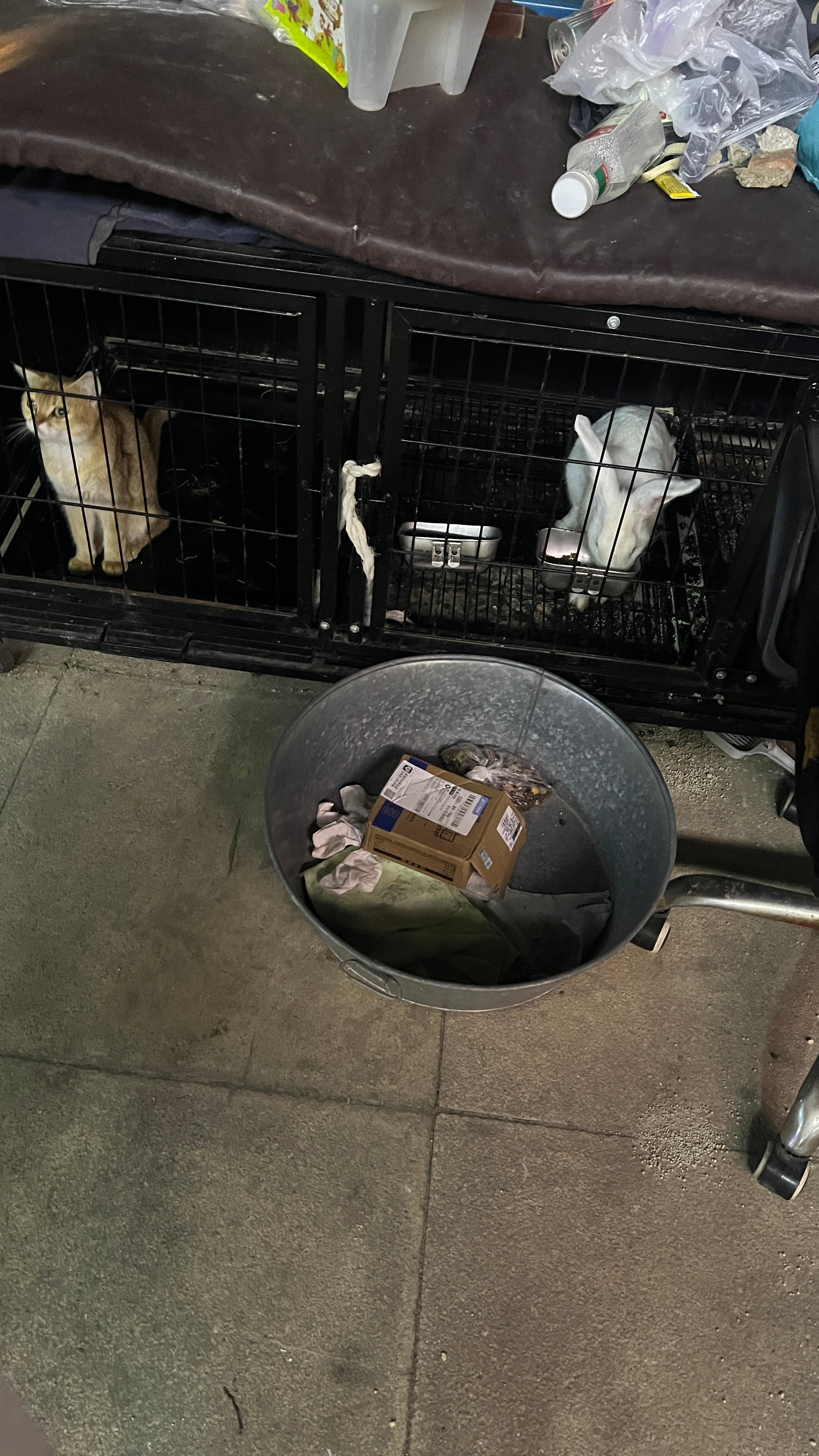 exm？猫和兔子在一个笼子​​​