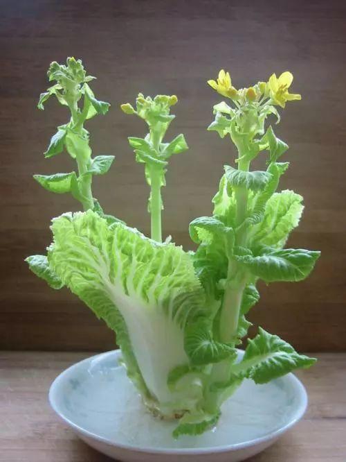 过去到了腊月，各家都要切白菜花。白菜开花，现在很多人不明白是怎么一回事。白菜