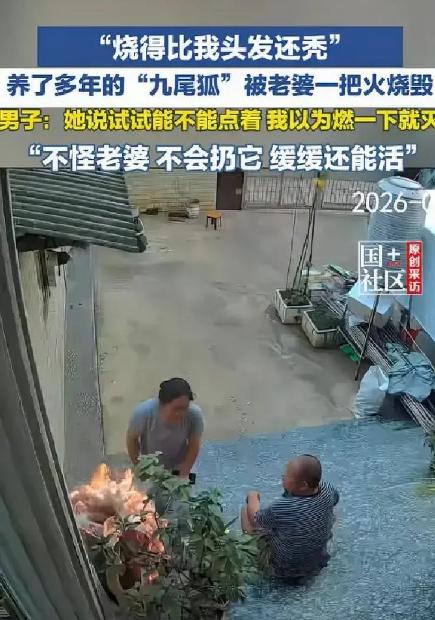 昆明的一个男人养了多年的九尾狐，被妻子一把火烧掉了，但是网友们却称赞他宽容大度，