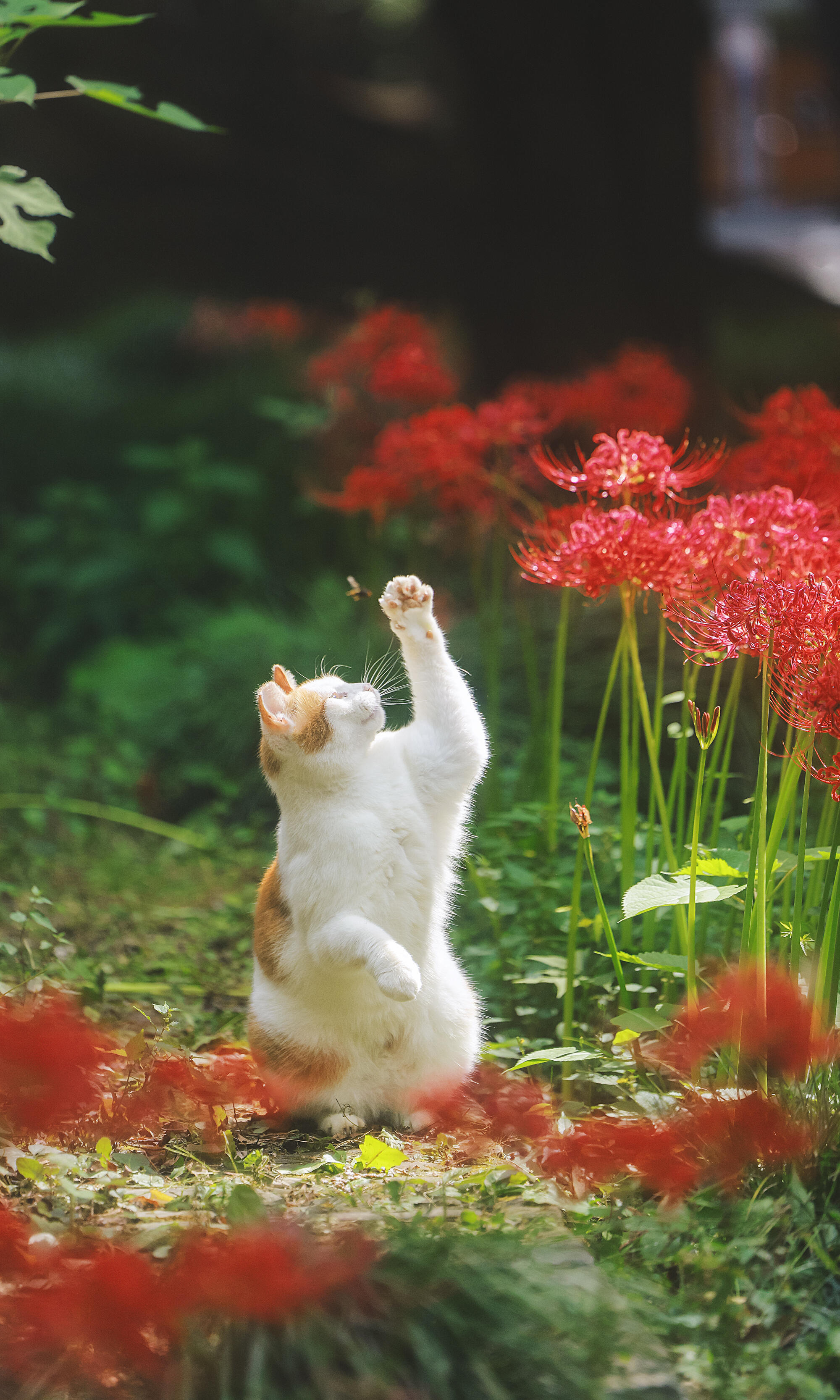  彼岸花开，小猫赴一场热烈的秋日之约​​​