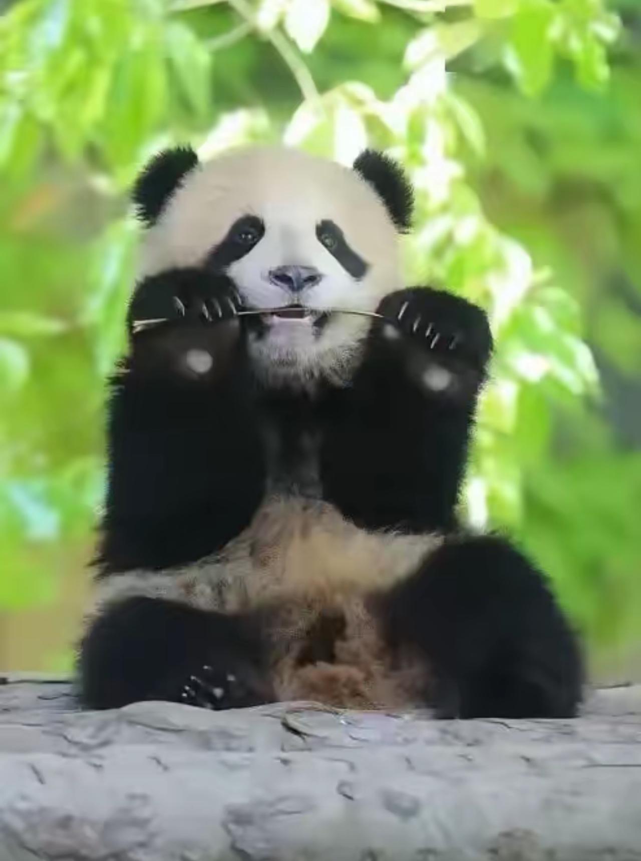 真的越看越气！现在中国企业出海，根本不是做生意，是纯纯被全世界轮流薅羊毛、挨个