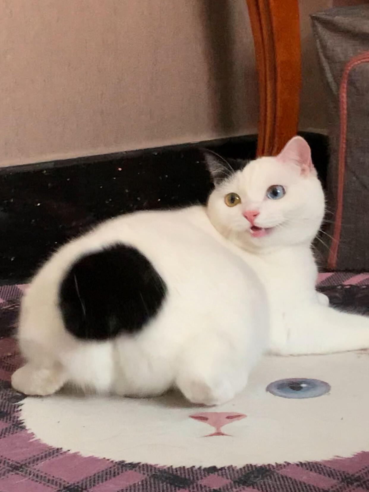 中秋的月亮没有宝宝的屁股圆