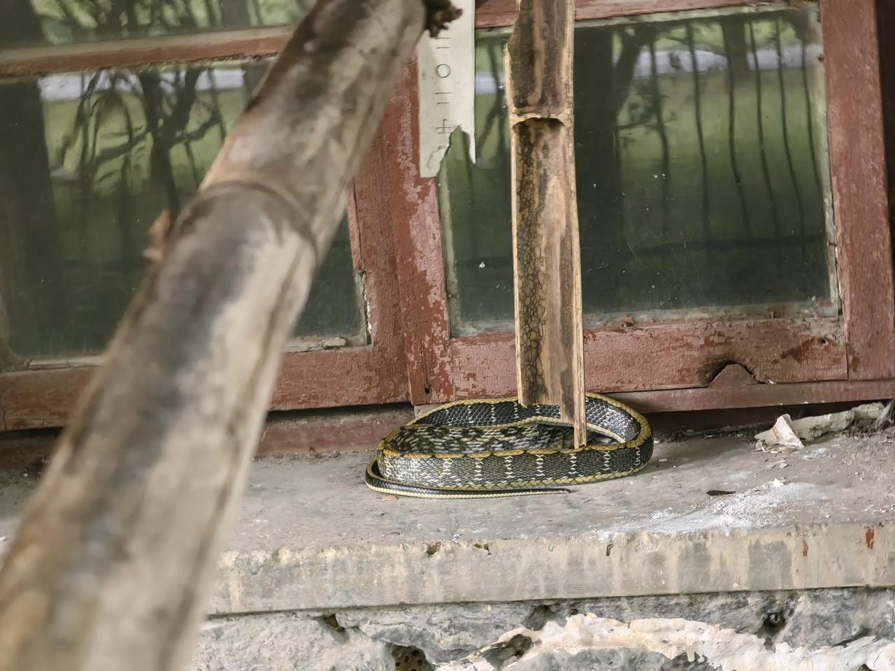 打了一条2米多的蛇，吓死个人！广西果然是五毒到处跑，这刚入夏，天气就热了，然后