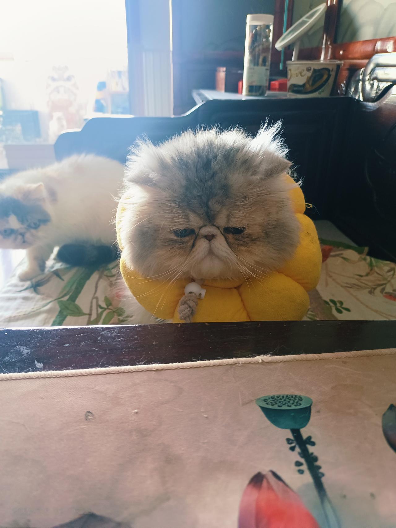 带儿子去亲戚家过年。被嘲笑了。不开心。我儿子是家族团宠。每逢家族聚会聚餐