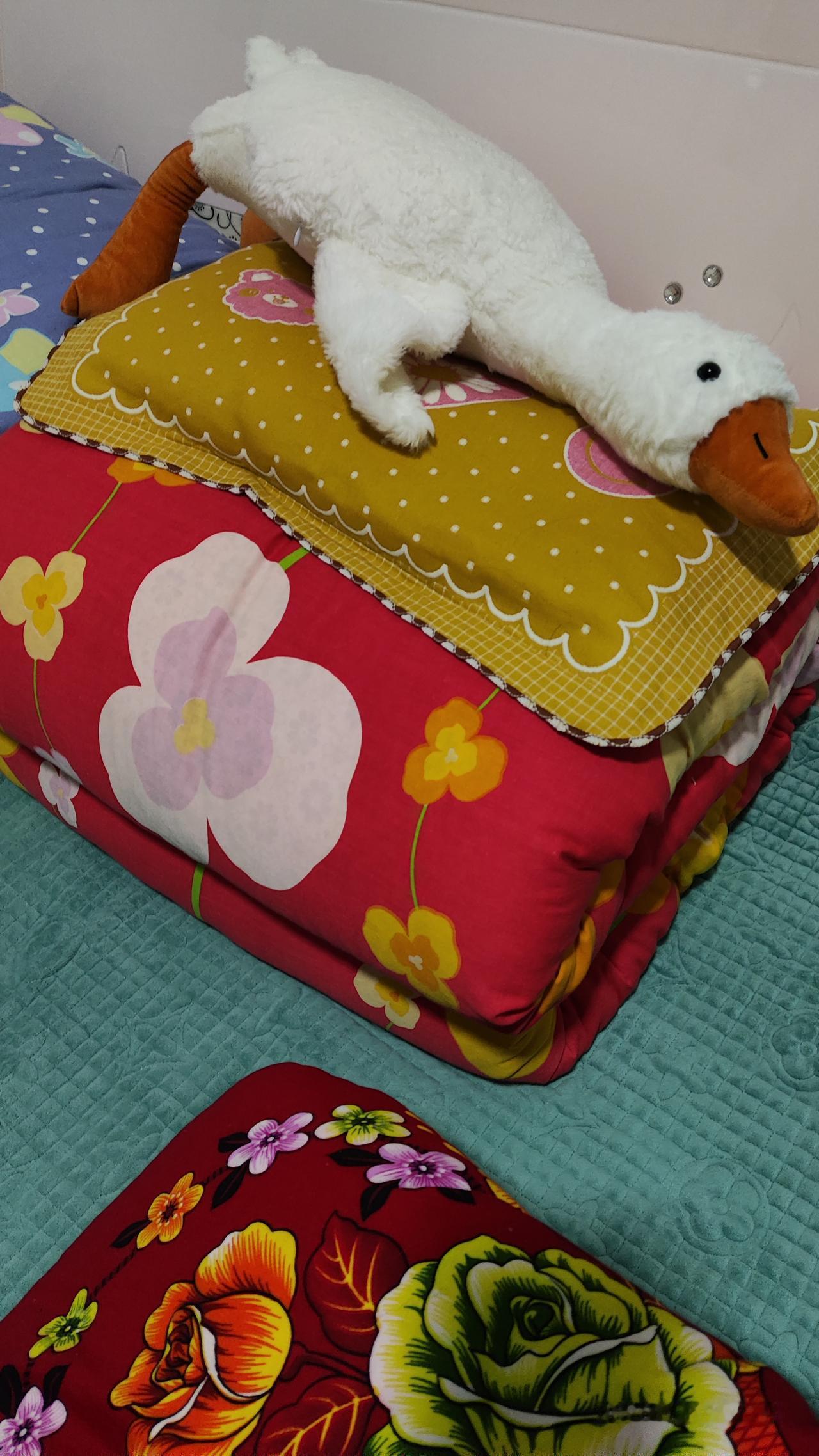 回娘家没事干，晚上10点，我都睡醒一觉了。今天回娘家了，爸妈都在，我啥都不用