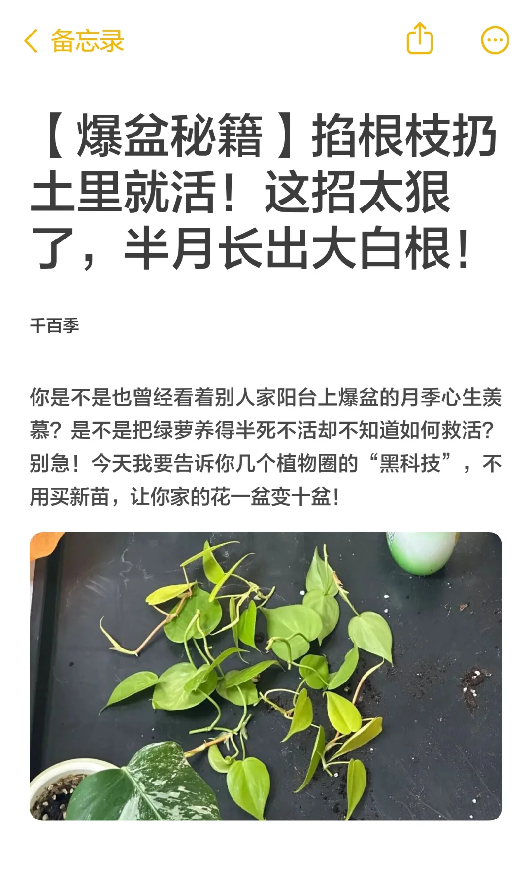 【爆盆秘籍】掐根枝扔土里就活！这招太狠了