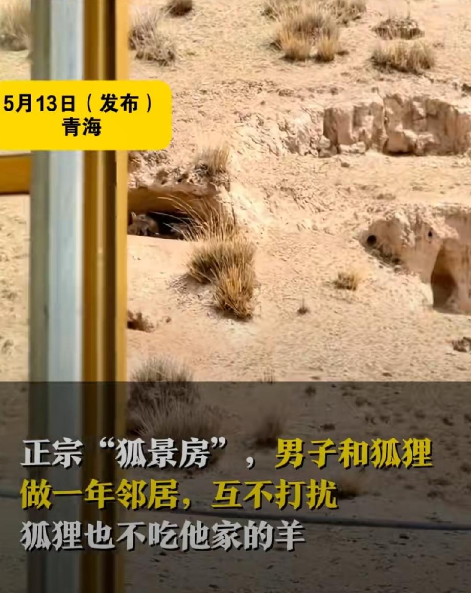 5月13日，青海海西州，牧民多杰东智与一只野生狐狸做邻居将近一年。这是只雌性狐狸