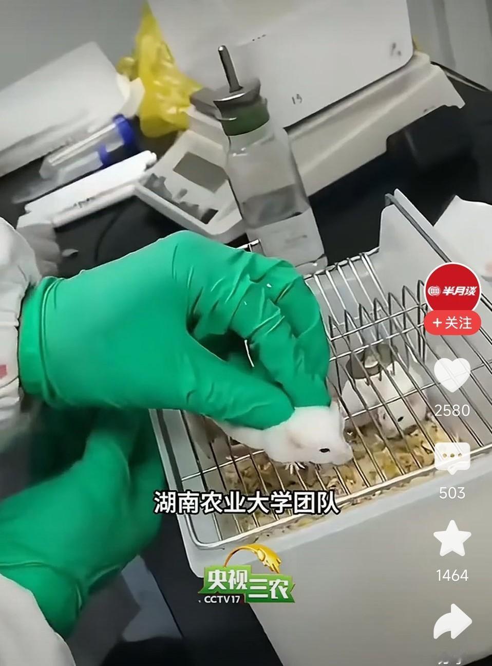 猪油让人肥胖？猪油不如植物油健康？大错特错！每天吃点猪油，竟然有助控制体重和