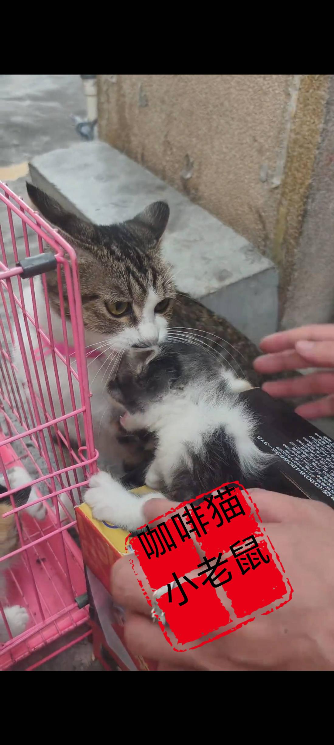这是猫妈妈最后一次用母爱般的方式，最后一次也是唯一一次在亲吻自己的宝宝！她的